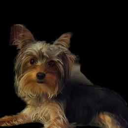 Brownie - Yorkshire Terrier