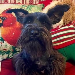 Harper Renae - Miniature Schnauzer