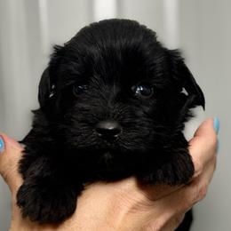 Jocie - Orange Girl- Yellow - Black female Miniature Schnauzer puppy in Oneonta, Alabama from Murphree Valley Kennels