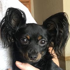 Morgan - Russian Toy