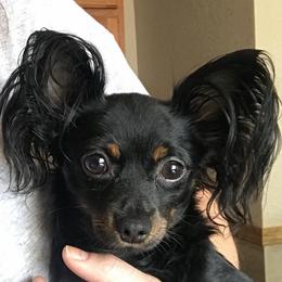 Morgan - Russian Toy
