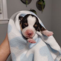 American Corgi and Pembroke Welsh Corgi Puppies from Casa Del Corgi