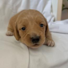 Pearl - Cream female Dachshund puppy in Edmond, Oklahoma from Mini Browne Dachshunds