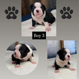 Z. Boy 3 - Black and white male Boston Terrier puppy in Mc Donough, Georgia from Ballard Boston Terriers