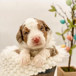 Montana - Chocolate merle male Bernedoodle puppy in Hudson, Indiana from TurkeyCreek-K9