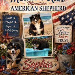 Sophia - Black tri female Miniature American Shepherd puppy in Spanaway, Washington from Meadow Run Mini American Shepherds
