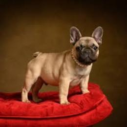 French Bulldog Puppies from Reds Frenchies