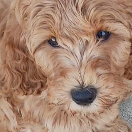 Bernedoodles and Goldendoodles from Ginger & Spice Farm Puppies