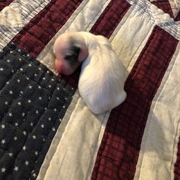 Girl 1 - Dachshund puppy in Georgia from Dirt Road Dachshunds of South Georgia