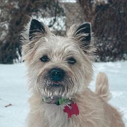 Mishka - Cairn Terrier