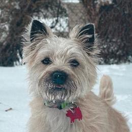 Mishka - Cairn Terrier