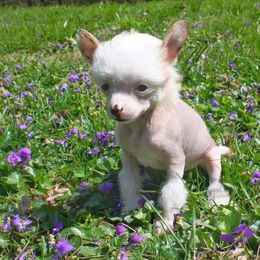Chihuahua and Chinese Crested Puppies from Western Kentucky Chihuahua’s and Chinese Crested’s