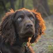 Boykin Spaniels from Karma Farm and Kennels