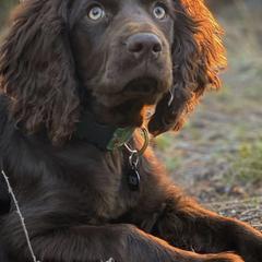 Boykin Spaniels from Karma Farm and Kennels