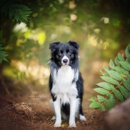 Border Collie All Grown Up from Element Border Collies