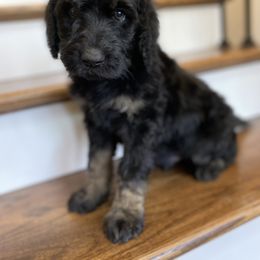 Goldendoodle Puppies from C.P. Puppy Buddies
