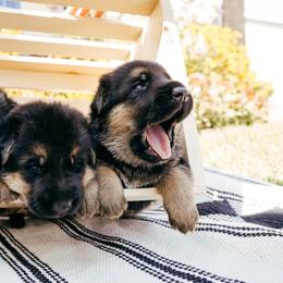 Blue - Black and red male German Shepherd puppy in Blackfoot, Idaho from Sand Hill Shepherds & Setters