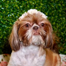 Shihpoo puppies from Plush Toy Poodle Puppies & Pals