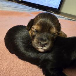 Girl 3 - Chocolate female Cavapoo puppy in Medina, Ohio from Momma's Minis