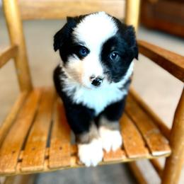 Mistletoe - Black tri female Miniature American Shepherd puppy in Bayard, Nebraska from Puppies by Alies