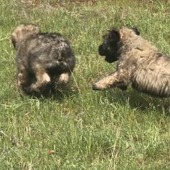 Bouvier des Flandres Puppies from Seasons of Joy Farm and Ranch