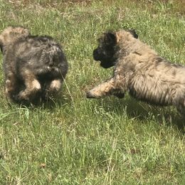 Bouvier des Flandres Puppies from Seasons of Joy Farm and Ranch