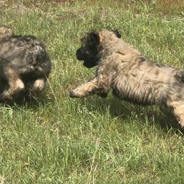 Bouvier des Flandres Puppies from Seasons of Joy Farm and Ranch
