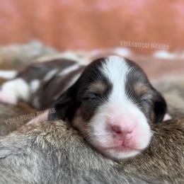 Levii - Dapple male Dachshund puppy in Chandler, Arizona from Vonaducci Doxies, LLC.