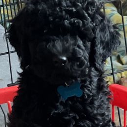 Goldendoodle Puppies from Wanda's Goldendoodles