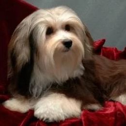 Havanese from Wyndward Havanese
