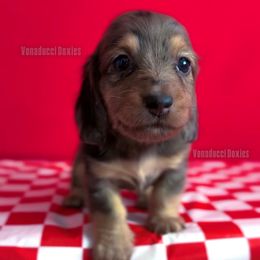 Adriana La Cerva - Dapple female Dachshund puppy in Chandler, Arizona from Vonaducci Doxies, LLC.