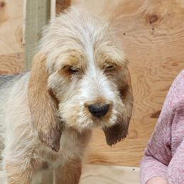 Girl 2 - Otterhound puppy from Crossroads Otterhounds
