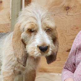 Girl 2 - Otterhound puppy from Crossroads Otterhounds