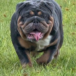 Manchester - Bulldog