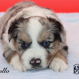 Rabbit - Blue merle male Miniature Australian Shepherd puppy in Weeki Wachee, Florida from Arlington's Mini Aussies