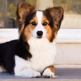 Arwen - Pembroke Welsh Corgi