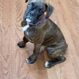 Boxer puppies from Krepps Legacy Boxers