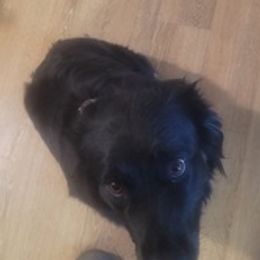 Australian Shepherds from Wonder Wild Australian Shepherds