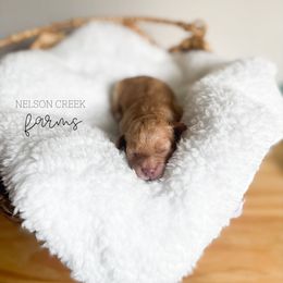 Pearl - Apricot female Maltipoo puppy in Huntsville, Texas from Nelson Creek Farms