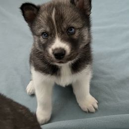 Siberian Husky Puppies from OAZS Pups