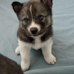 Siberian Husky Puppies from OAZS Pups