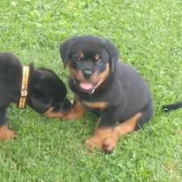 Rottweiler Puppies from Vom Wesburg Rottweilers