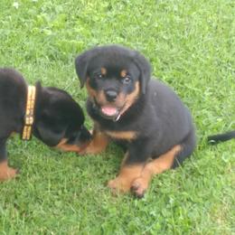 Rottweiler Puppies from Vom Wesburg Rottweilers