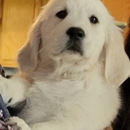 Golden Retriever Puppies from Kathleen Harris