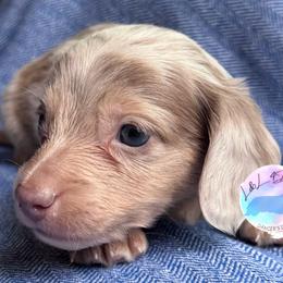 Boy 4 - Dapple male Dachshund puppy in Houston, Texas from L&L 4D Dancer’s Dachshunds