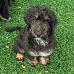 Disco - Tri-color female Bernedoodle puppy in Rose Hill, North Carolina from Red Door Canines