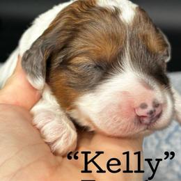 Kelly - Brown merle female Aussiedoodle puppy in Lake City, Florida from North Florida Poodles and Doodles