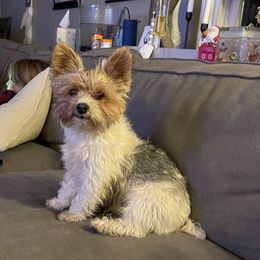 Cosmo - Yorkshire Terrier