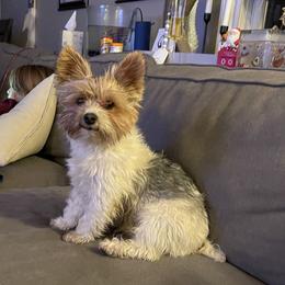 Cosmo - Yorkshire Terrier