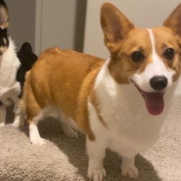 Raven - Pembroke Welsh Corgi